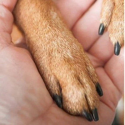 🪵🐾Cserélhető betétekkel ellátott fa állatkörömreszelő